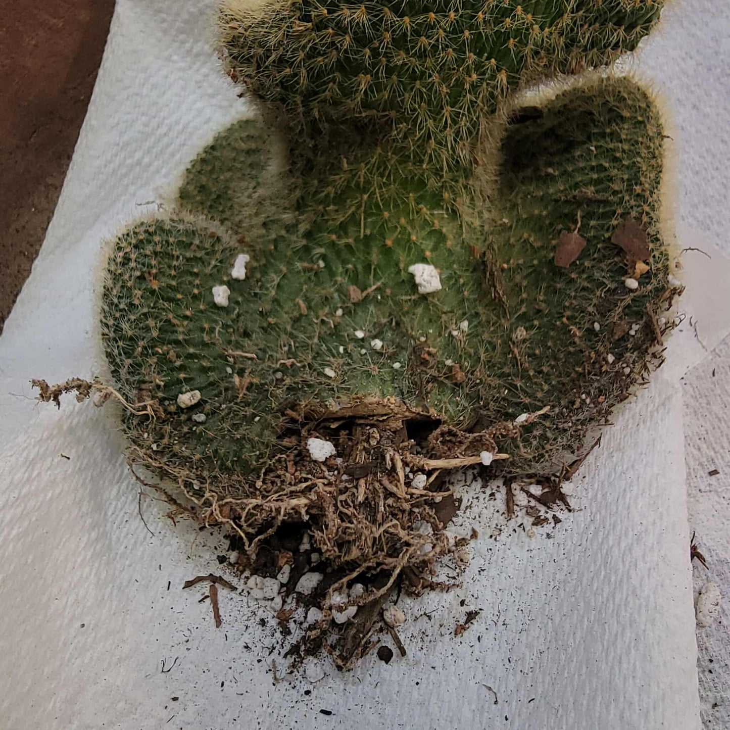 Cleistocactus colademononis cristata variegata - Variegated Crested Monkey Tail Cactus