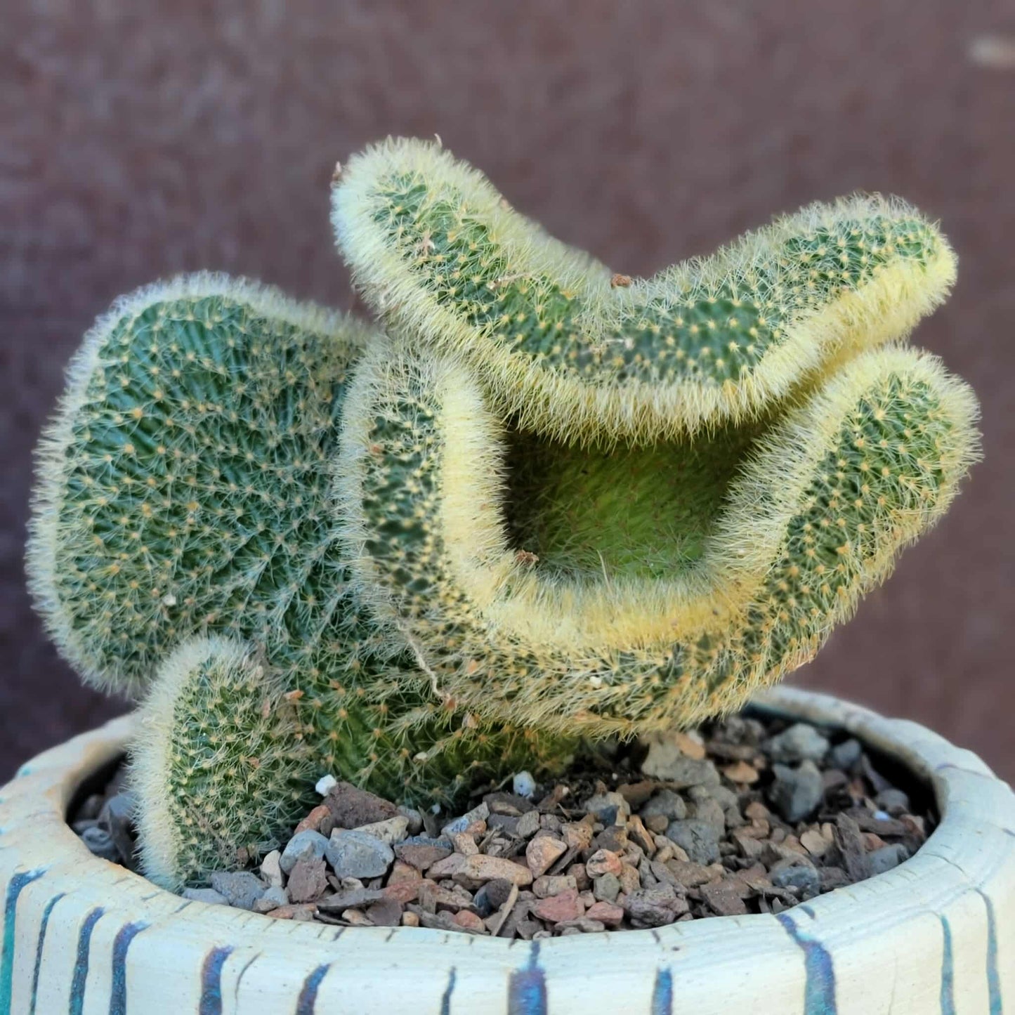 Cleistocactus colademononis cristata variegata - Variegated Crested Monkey Tail Cactus