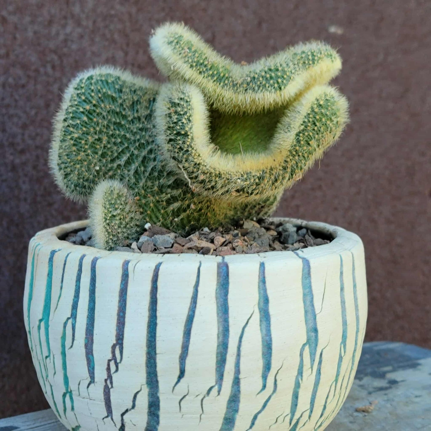 Cleistocactus colademononis cristata variegata - Variegated Crested Monkey Tail Cactus