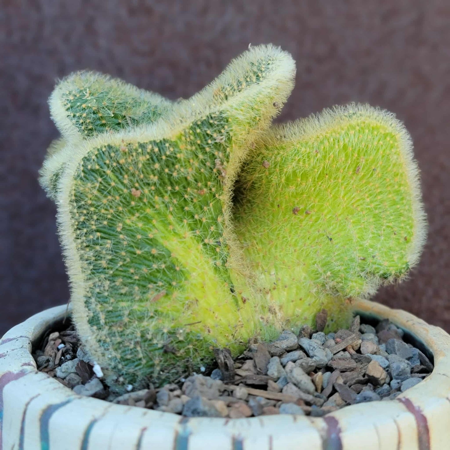 Cleistocactus colademononis cristata variegata - Variegated Crested Monkey Tail Cactus