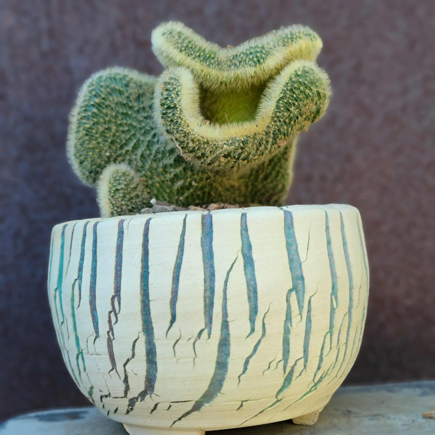 Cleistocactus colademononis cristata variegata - Variegated Crested Monkey Tail Cactus