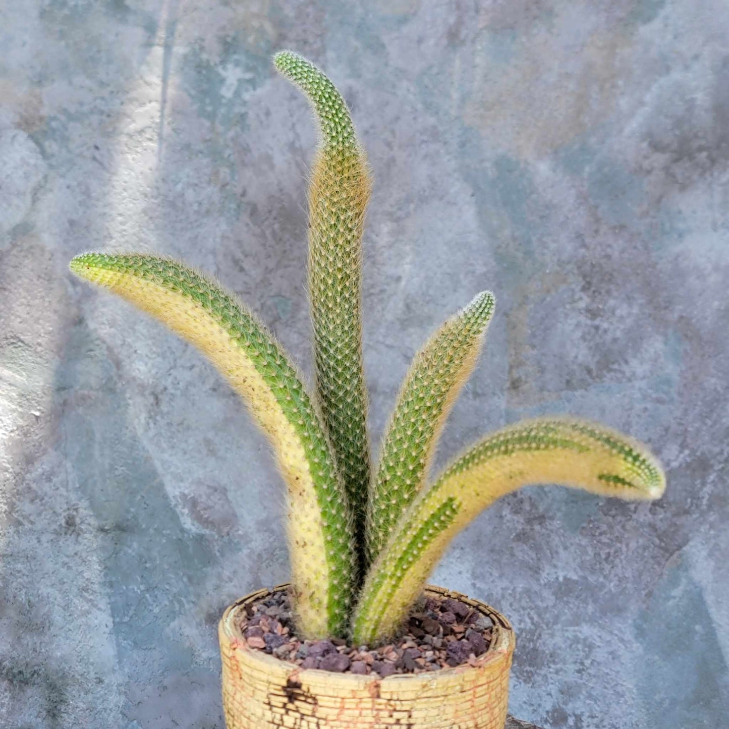 Cleistocactus colademononis variegata - Variegated Monkey Tail Cactus