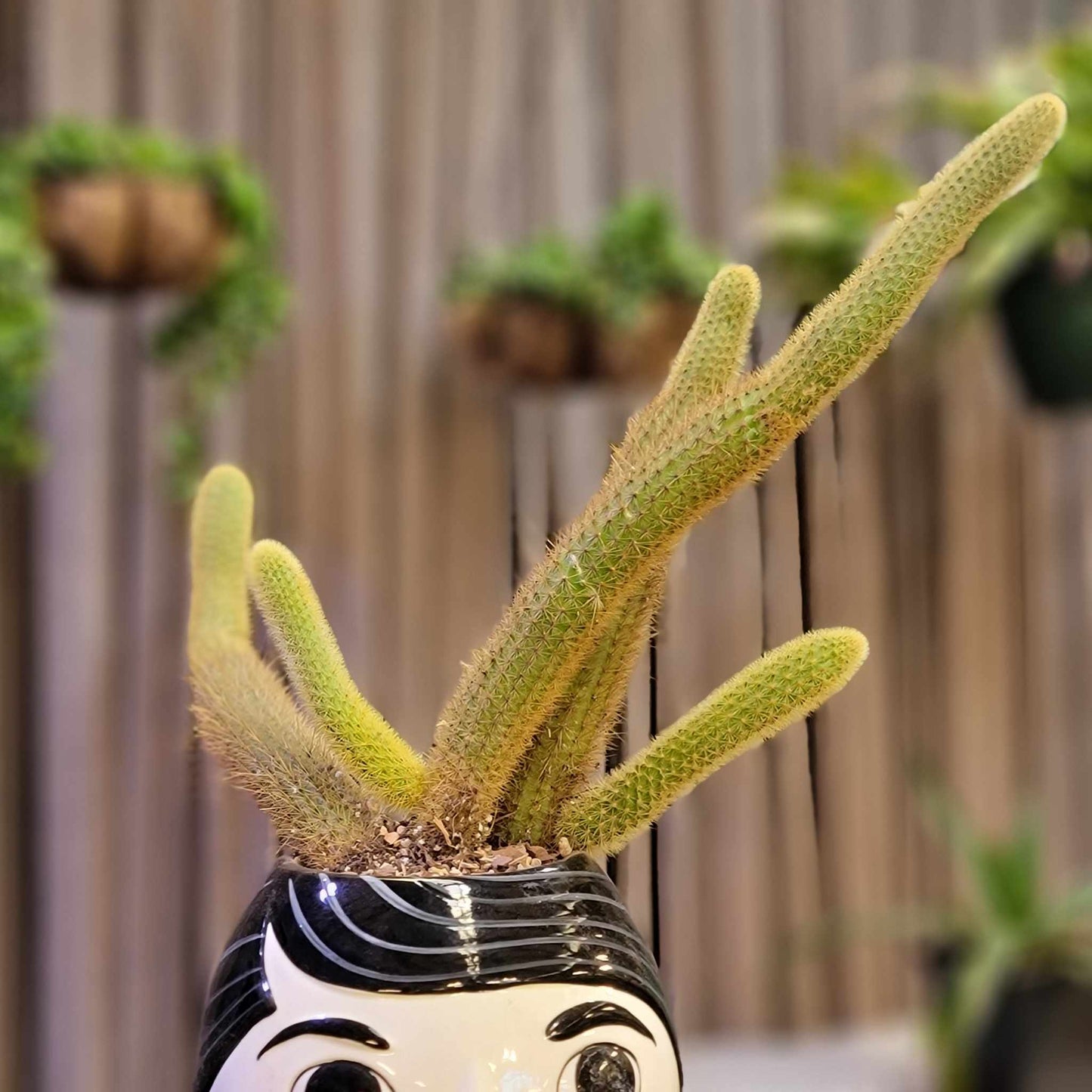 Cleistocactus winteri – Golden Rat Tail Cactus x 5