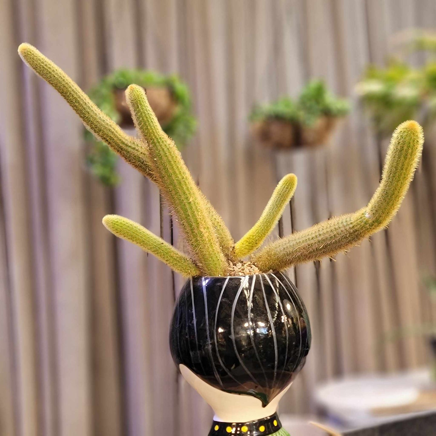 Cleistocactus winteri – Golden Rat Tail Cactus x 5