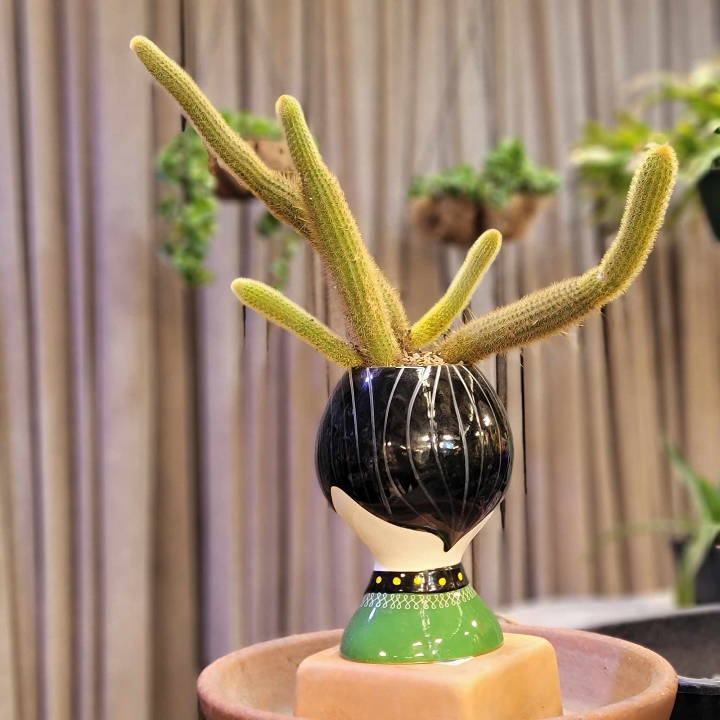 Cleistocactus winteri – Golden Rat Tail Cactus x 5