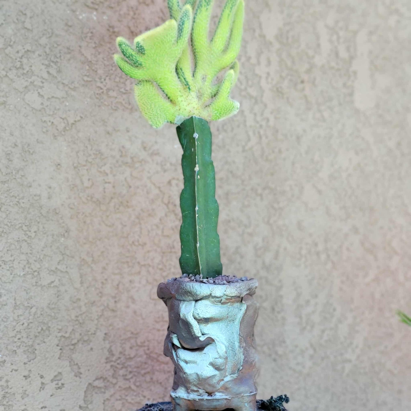 Cleistocactus winteri cristata – Crested Golden Rat Tail Cactus