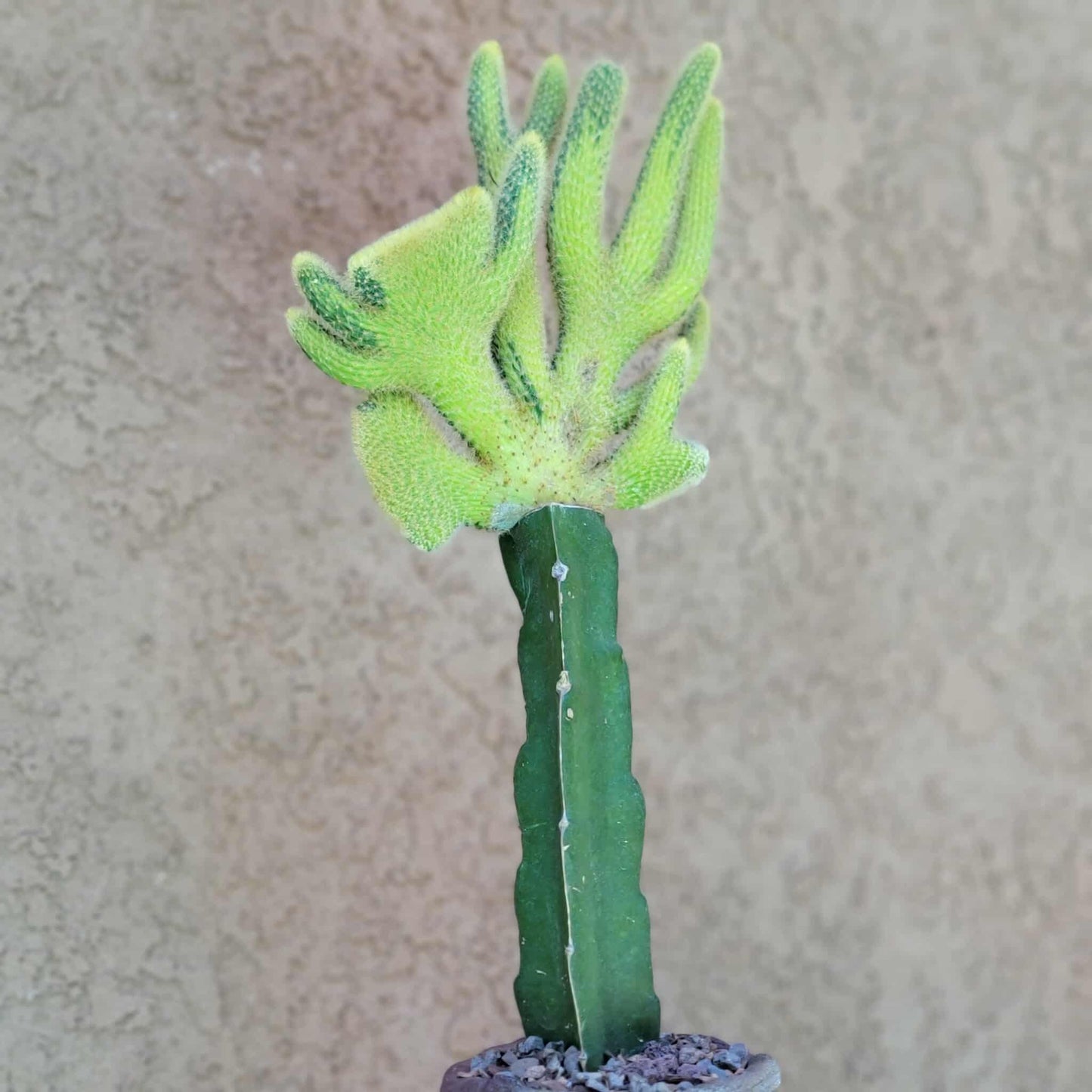 Cleistocactus winteri cristata – Crested Golden Rat Tail Cactus