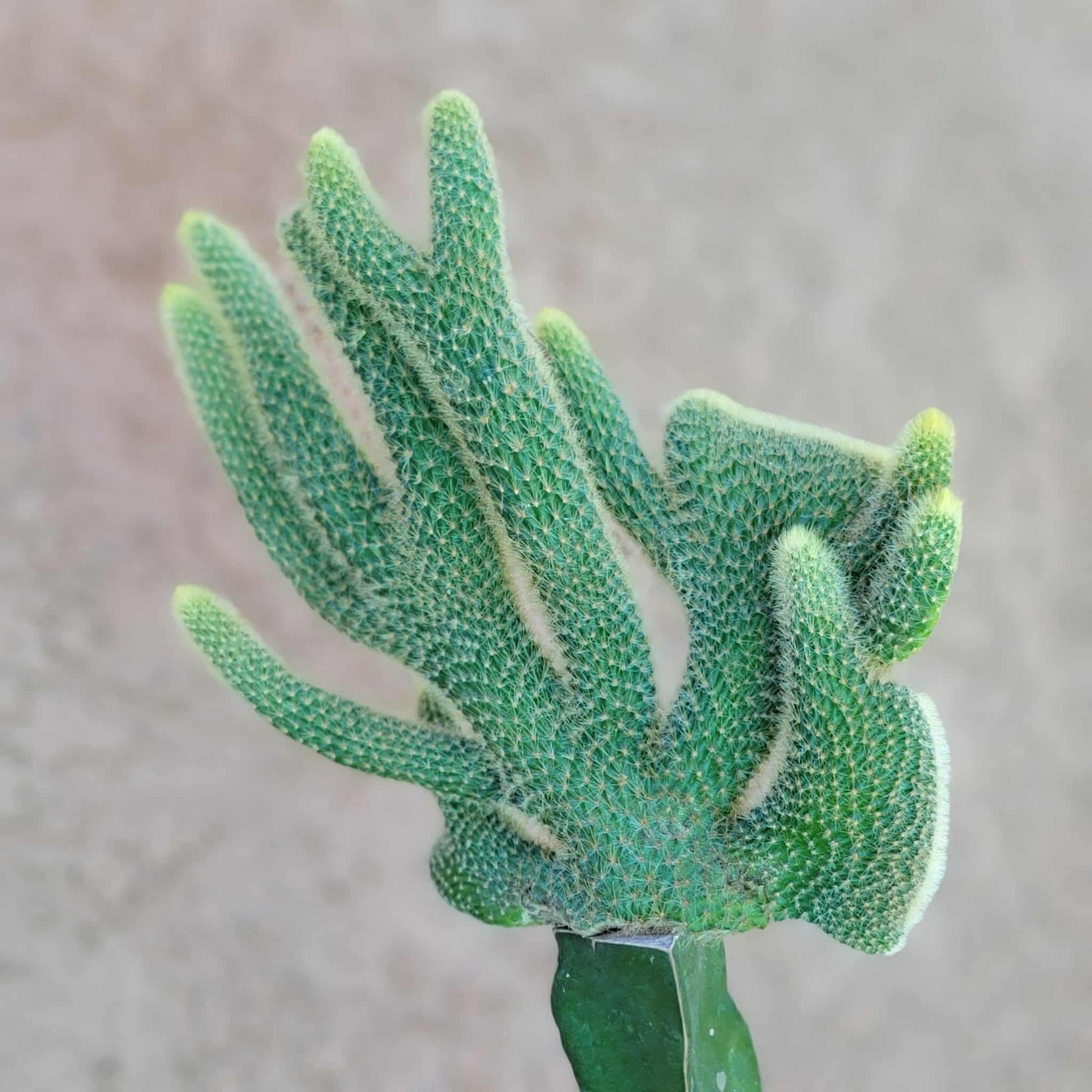 Cleistocactus winteri cristata – Crested Golden Rat Tail Cactus
