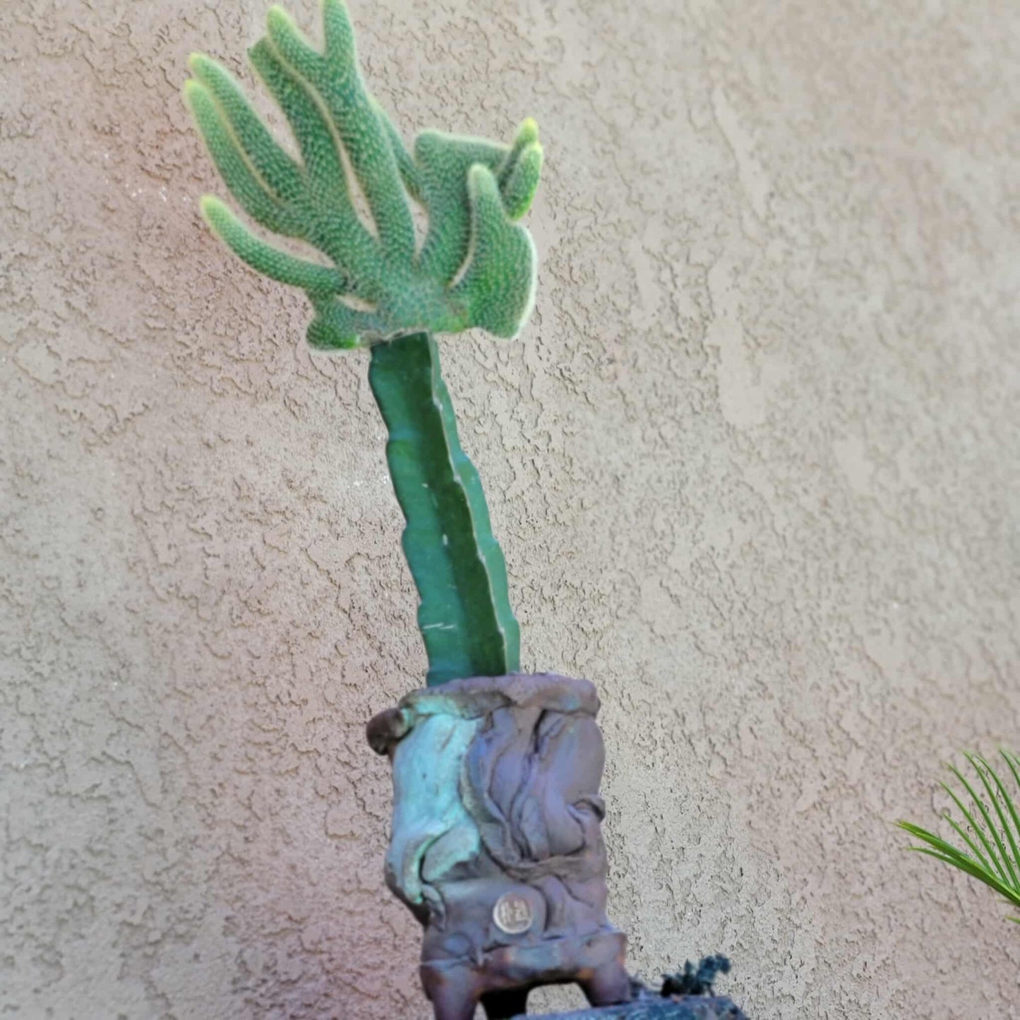 Cleistocactus winteri cristata – Crested Golden Rat Tail Cactus