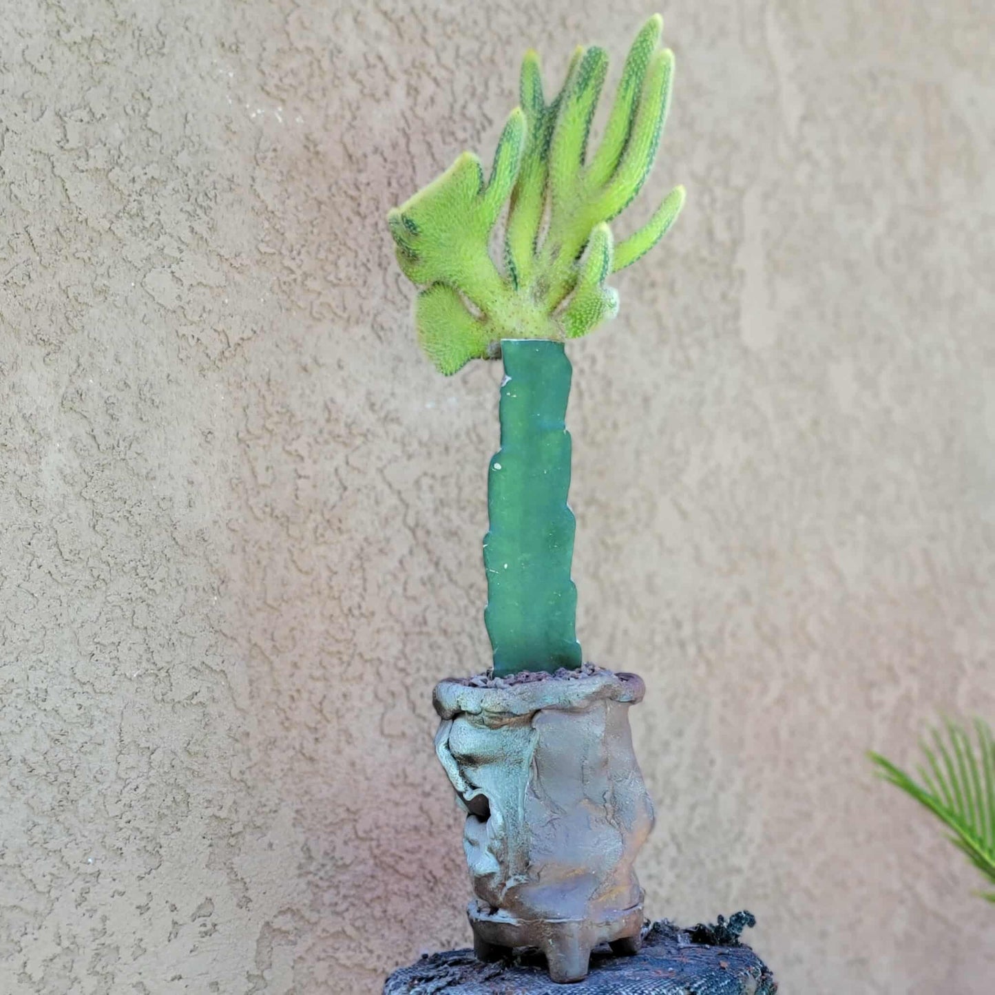 Cleistocactus winteri cristata – Crested Golden Rat Tail Cactus