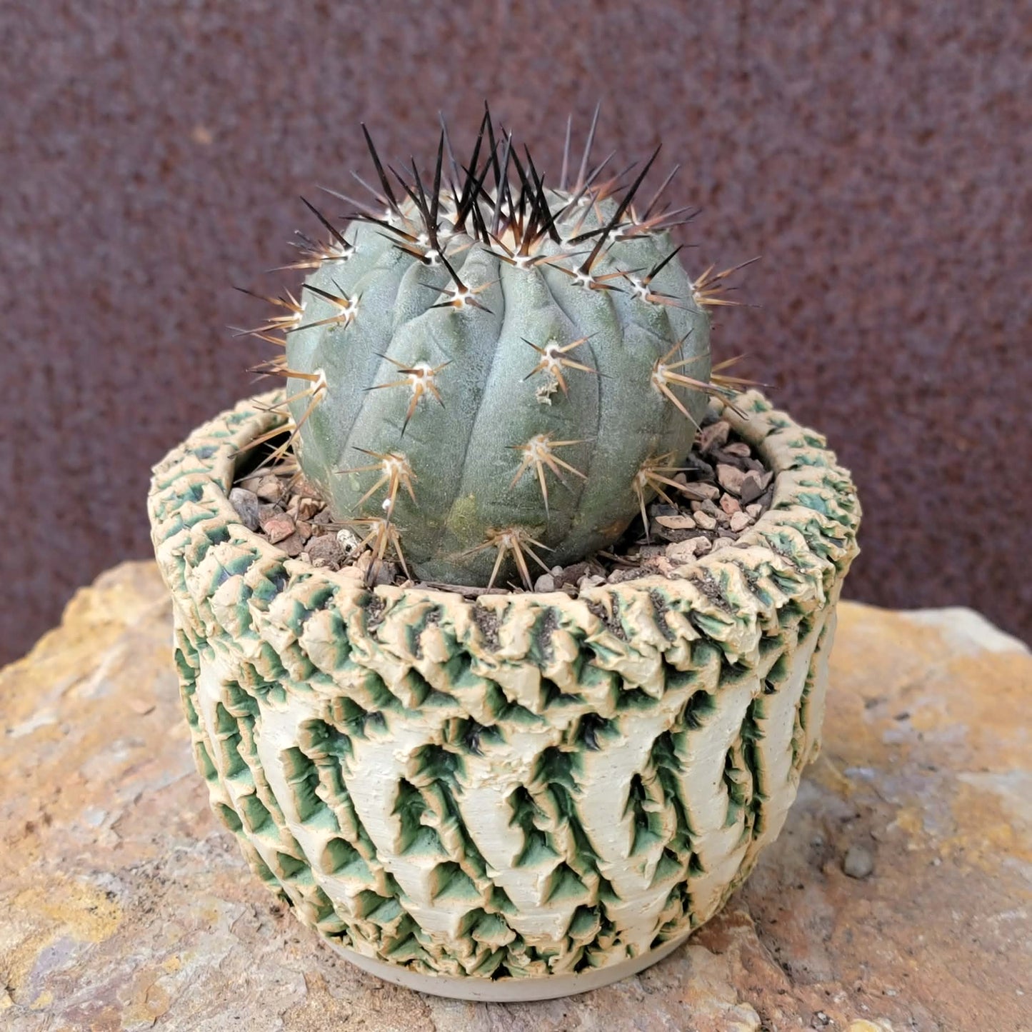 Copiapoa cinerea