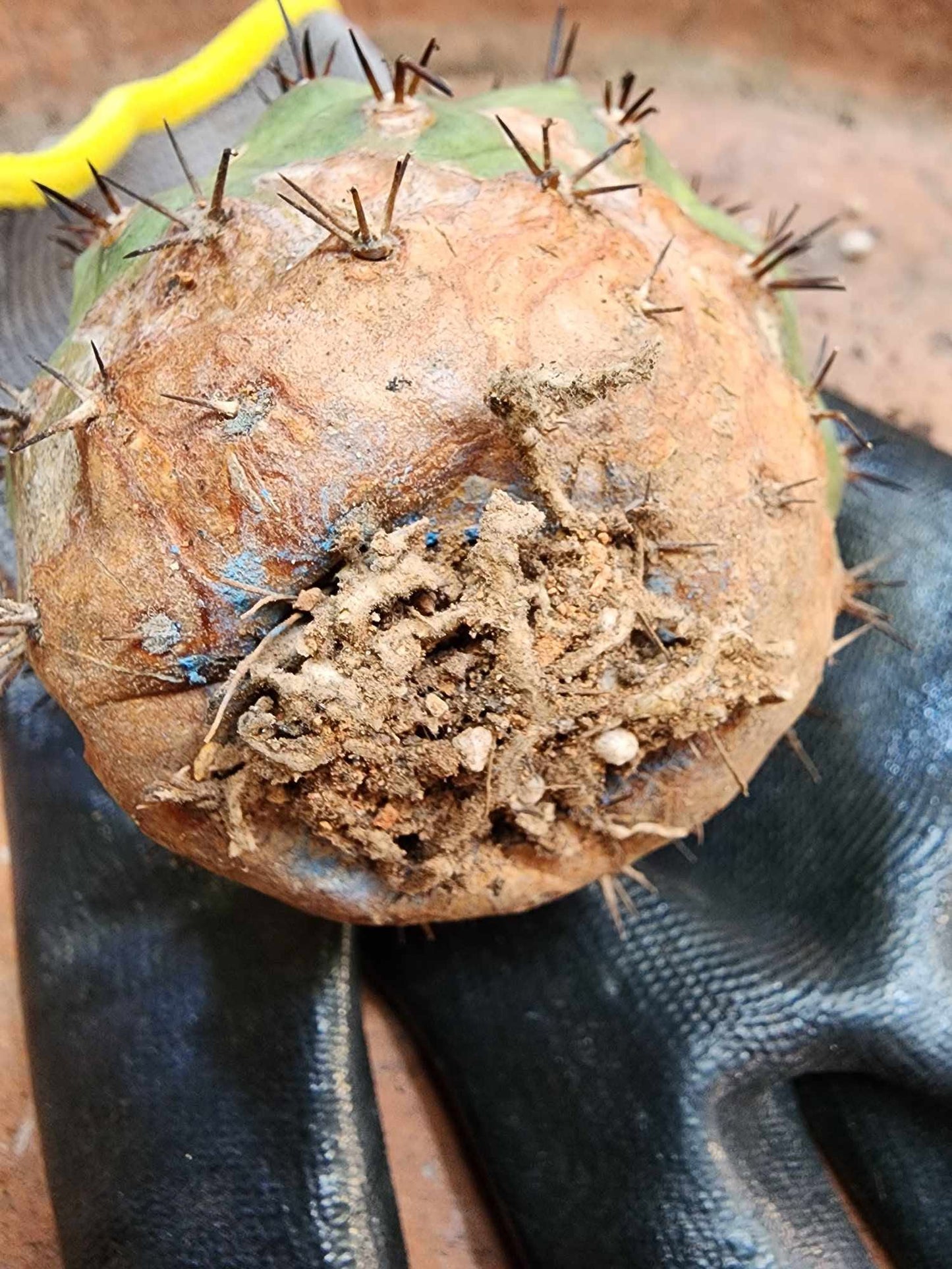 Copiapoa cinerea