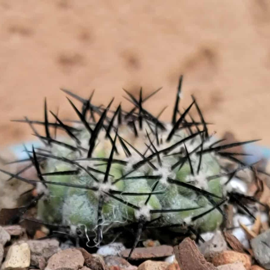 Copiapoa cinerea