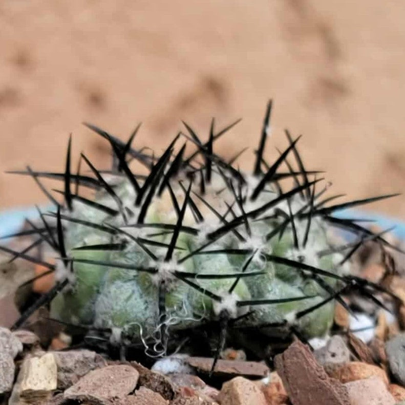 Copiapoa cinerea