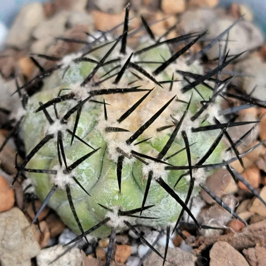 Copiapoa cinerea