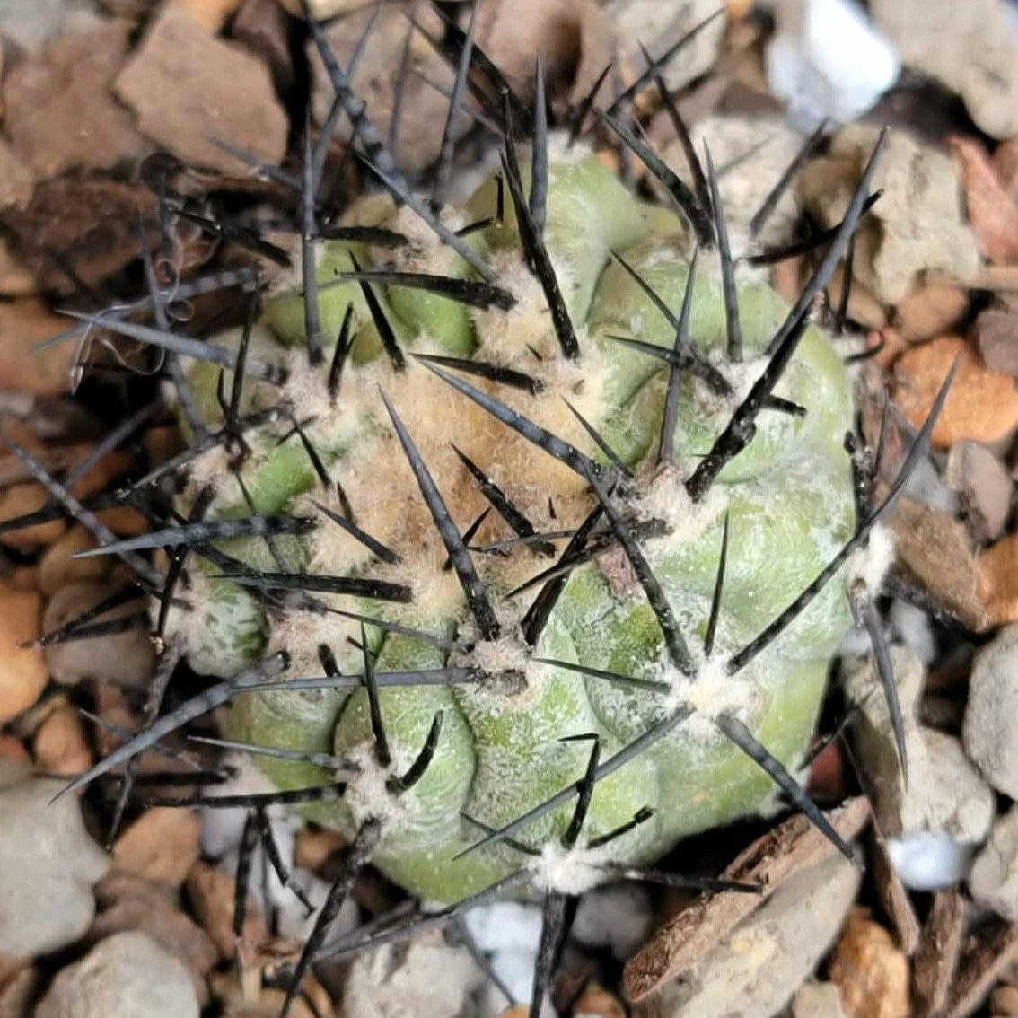 Copiapoa cinerea