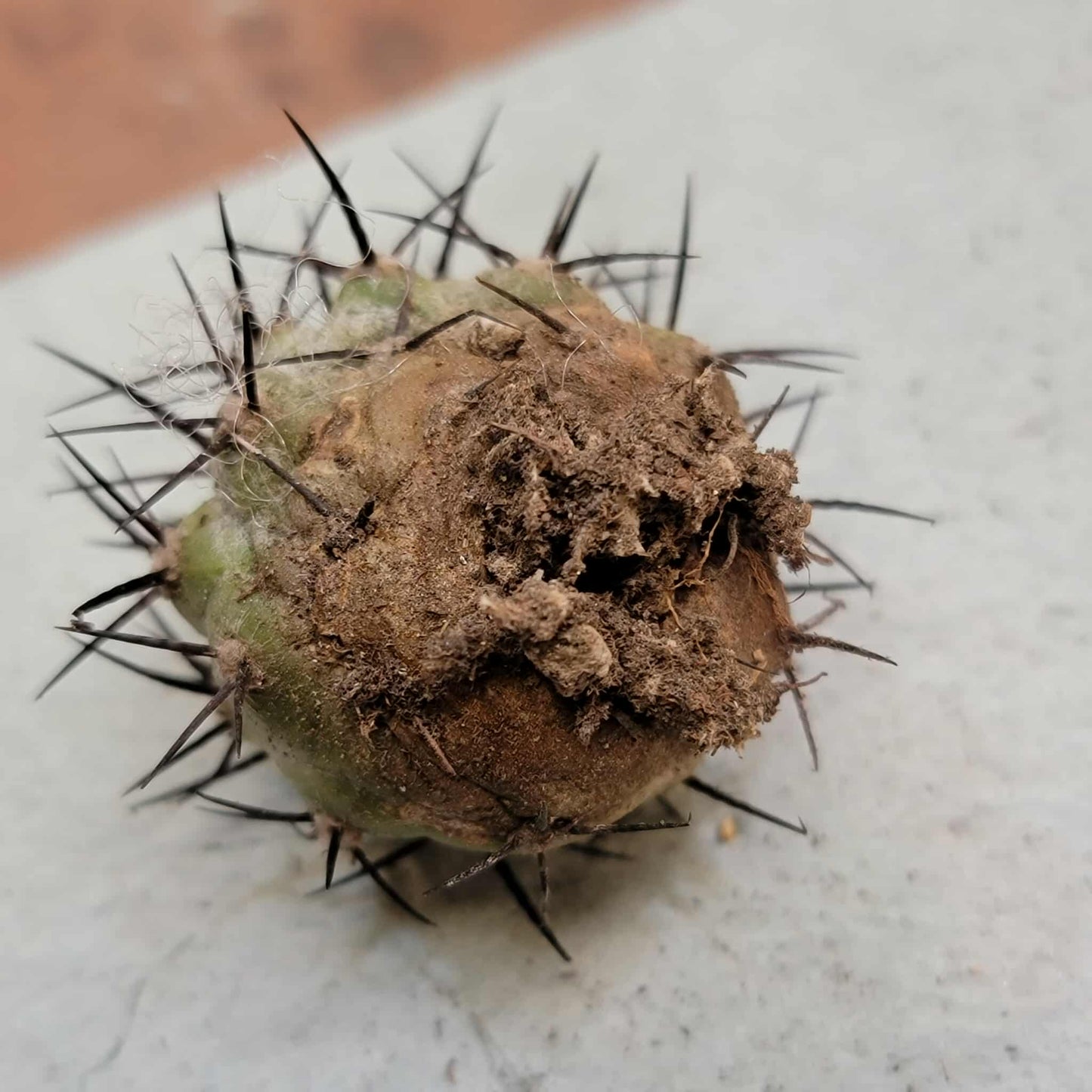 Copiapoa cinerea