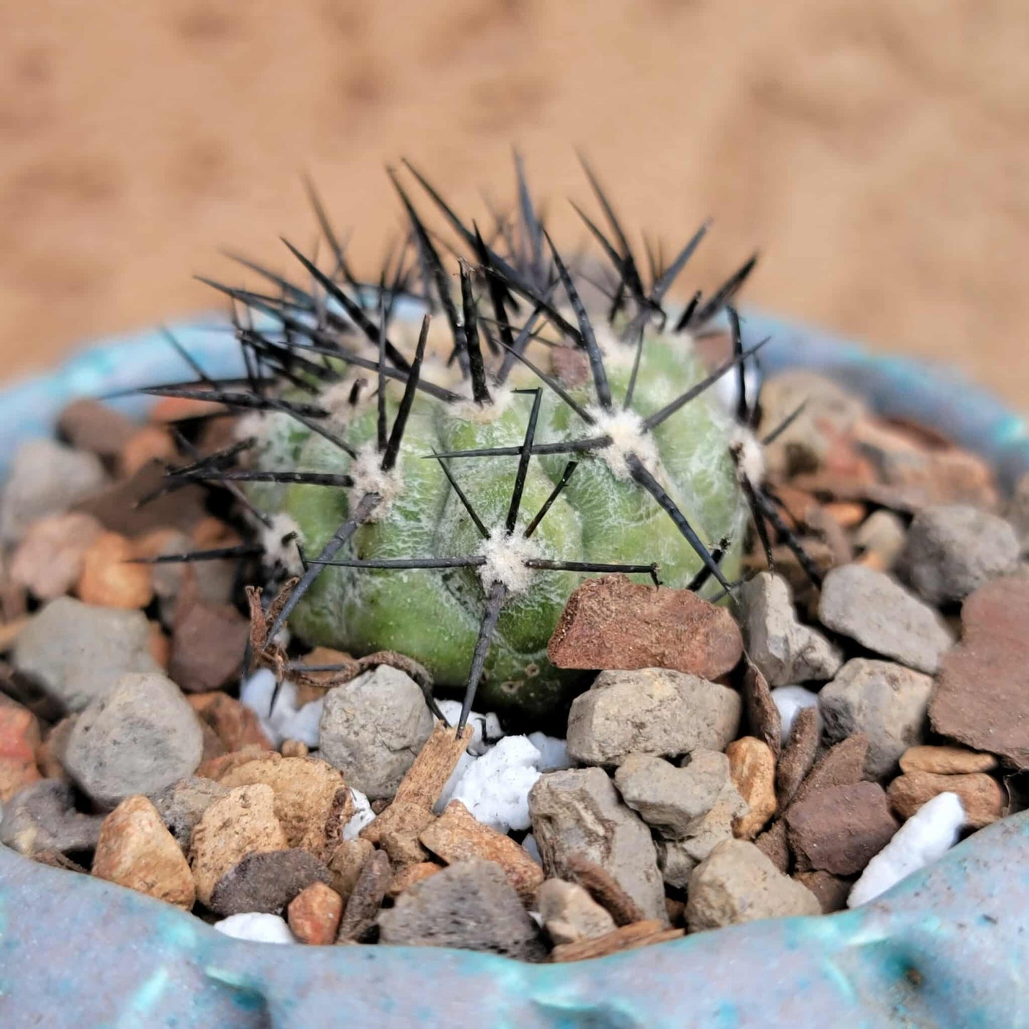 Copiapoa cinerea