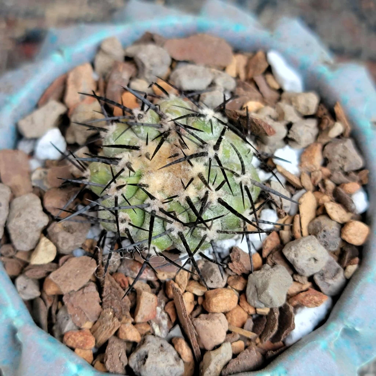 Copiapoa cinerea