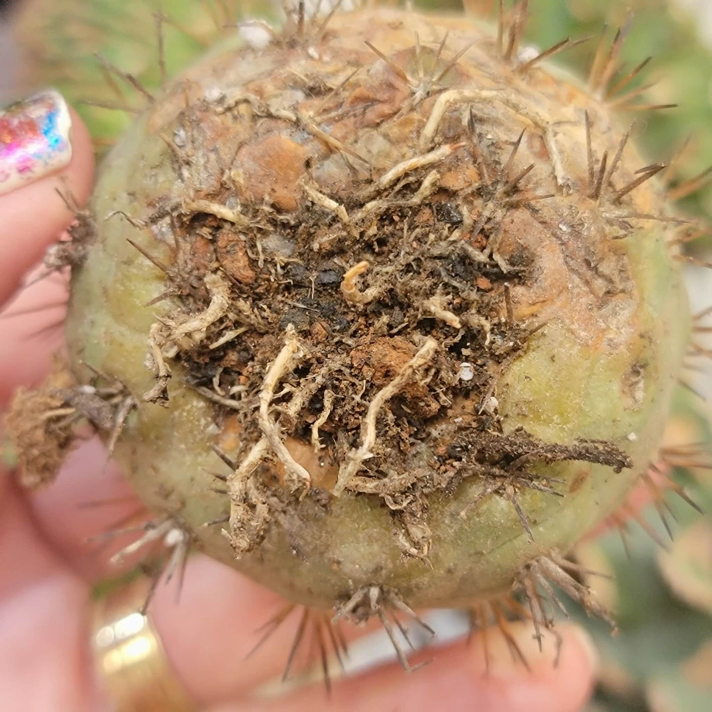 Copiapoa cinerea