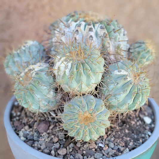Copiapoa cinerea subs. haseltoniana