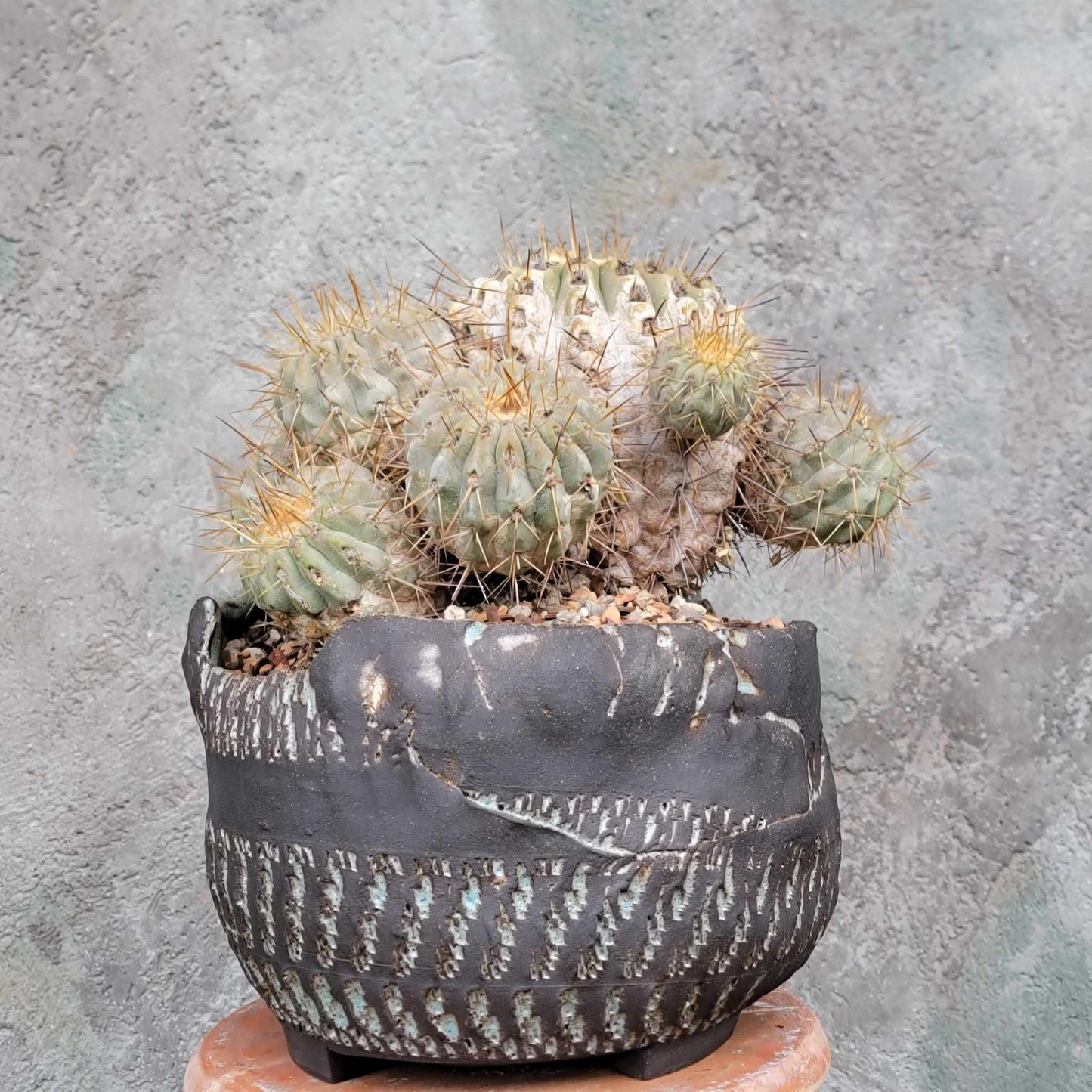 Copiapoa cinerea subs. haseltoniana