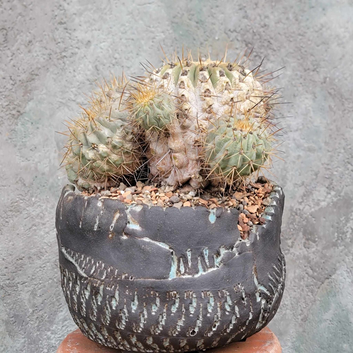 Copiapoa cinerea subs. haseltoniana