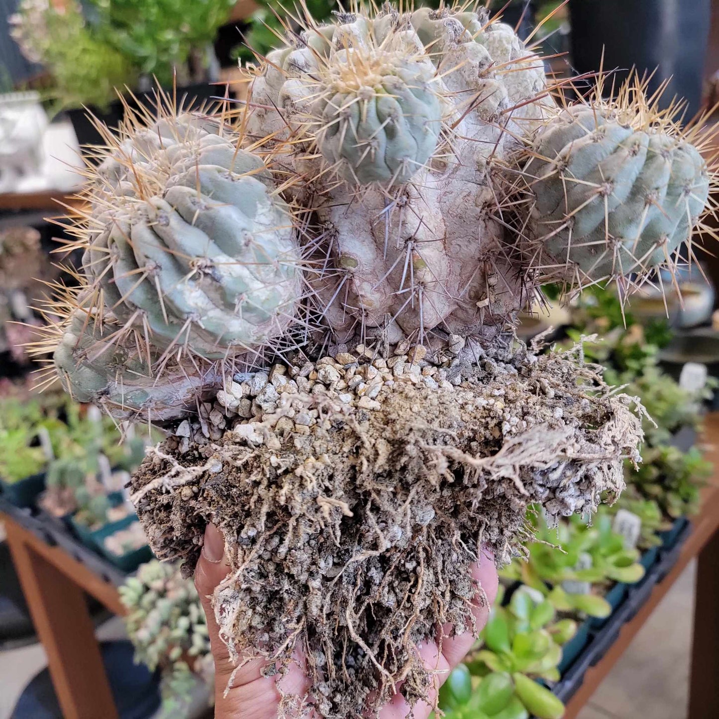 Copiapoa cinerea subs. haseltoniana