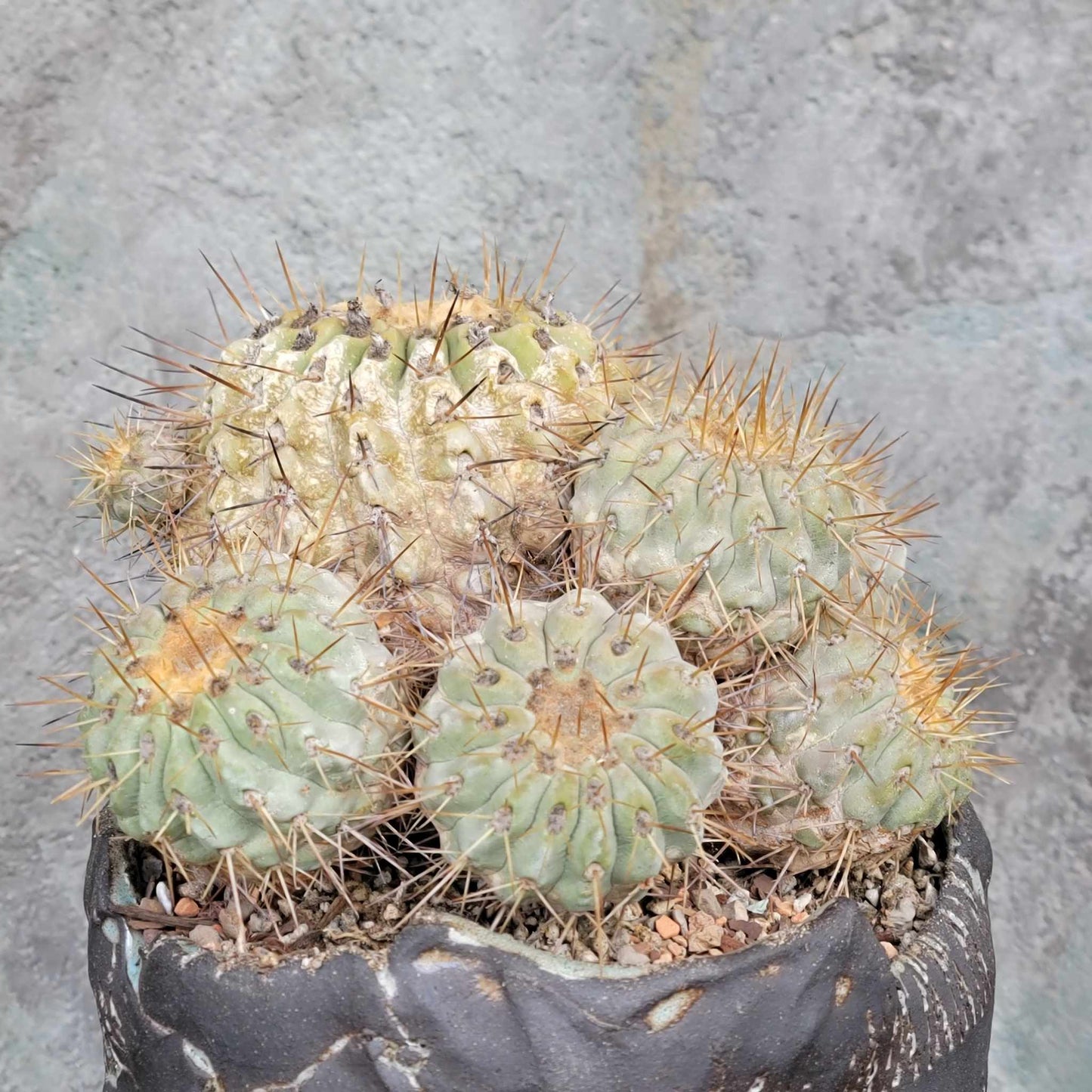 Copiapoa cinerea subs. haseltoniana