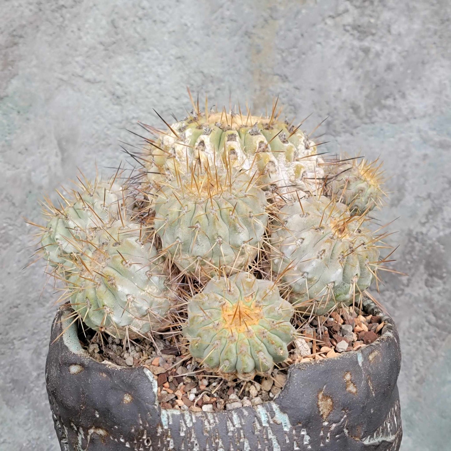 Copiapoa cinerea subs. haseltoniana