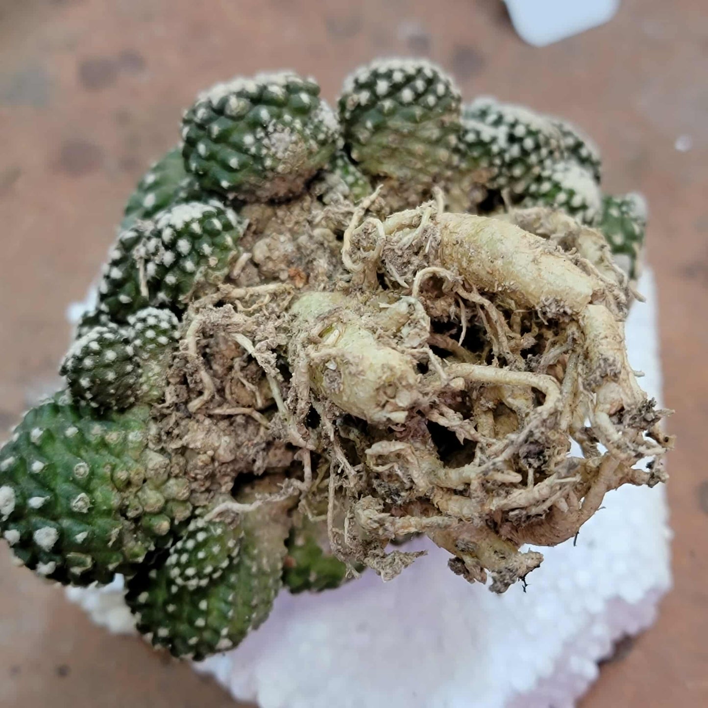Copiapoa tenuissima f. monstrosa - Starry Night