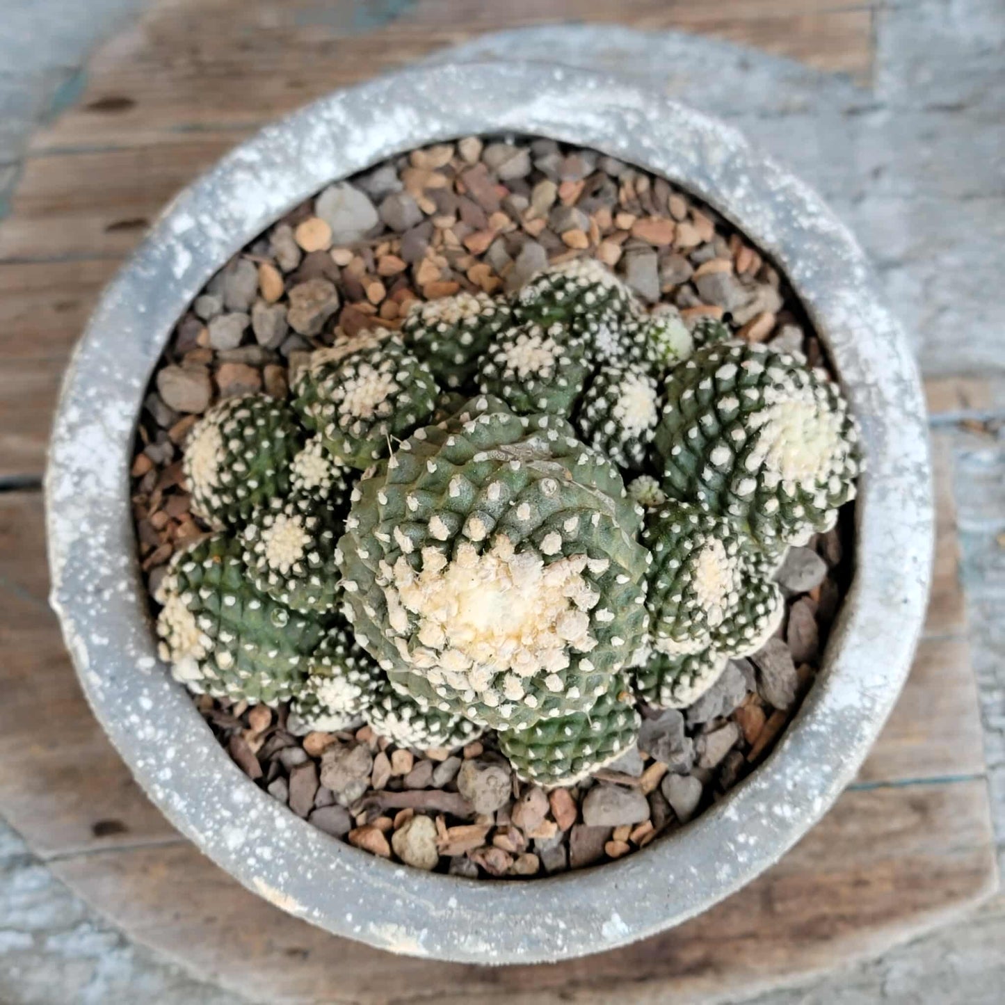 Copiapoa tenuissima f. monstrosa - Starry Night