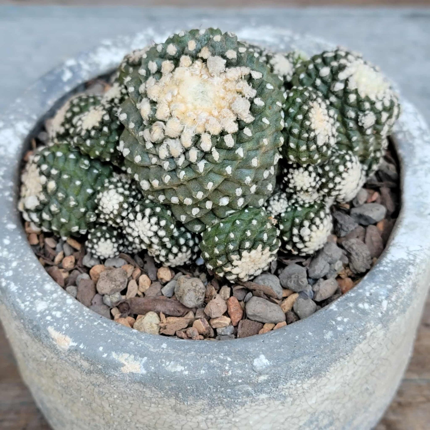 Copiapoa tenuissima f. monstrosa - Starry Night