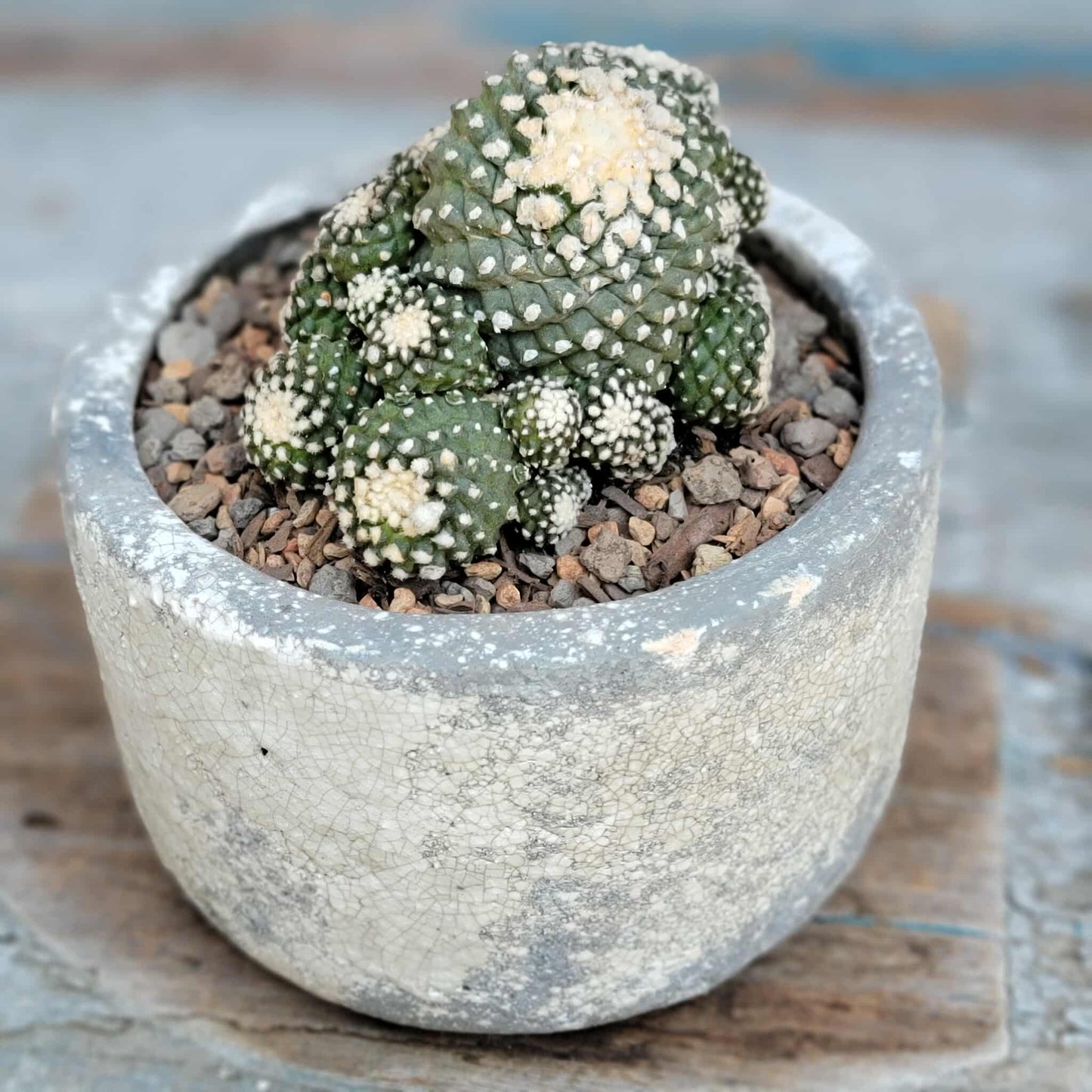 Copiapoa tenuissima f. monstrosa - Starry Night