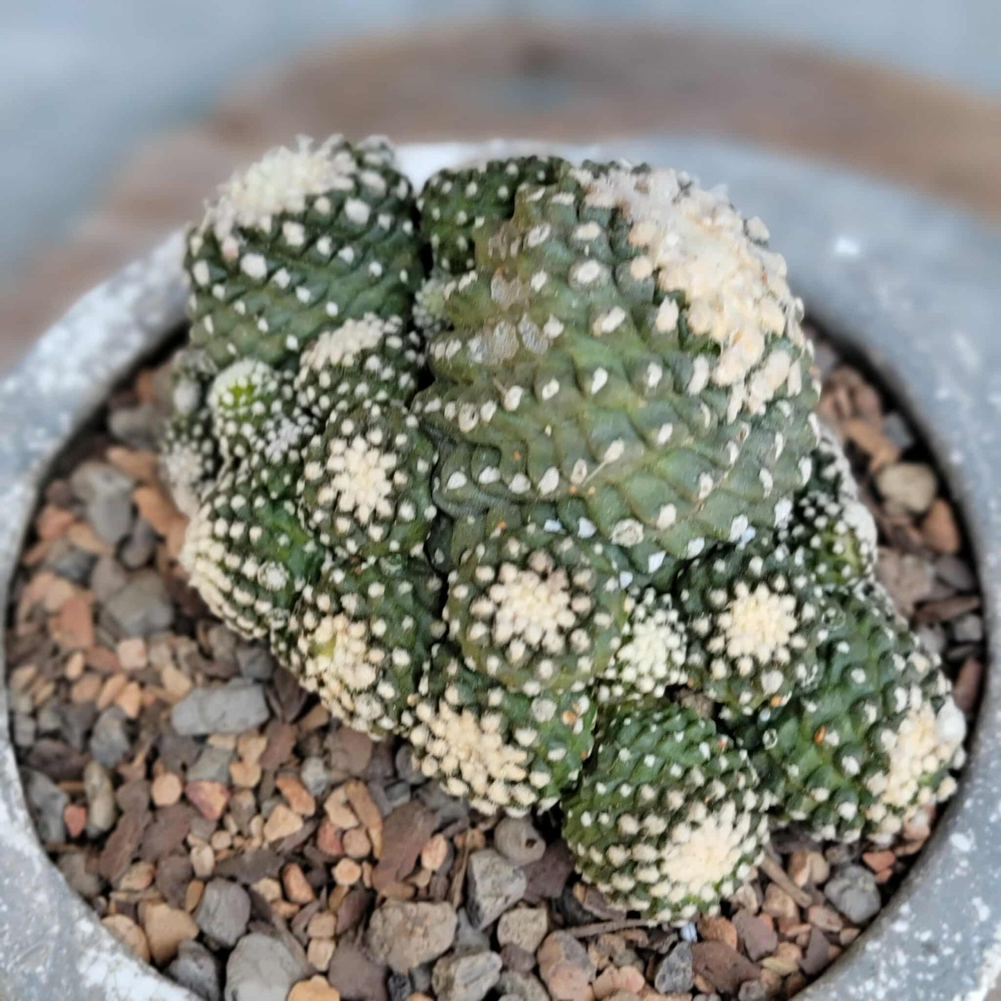 Copiapoa tenuissima f. monstrosa - Starry Night