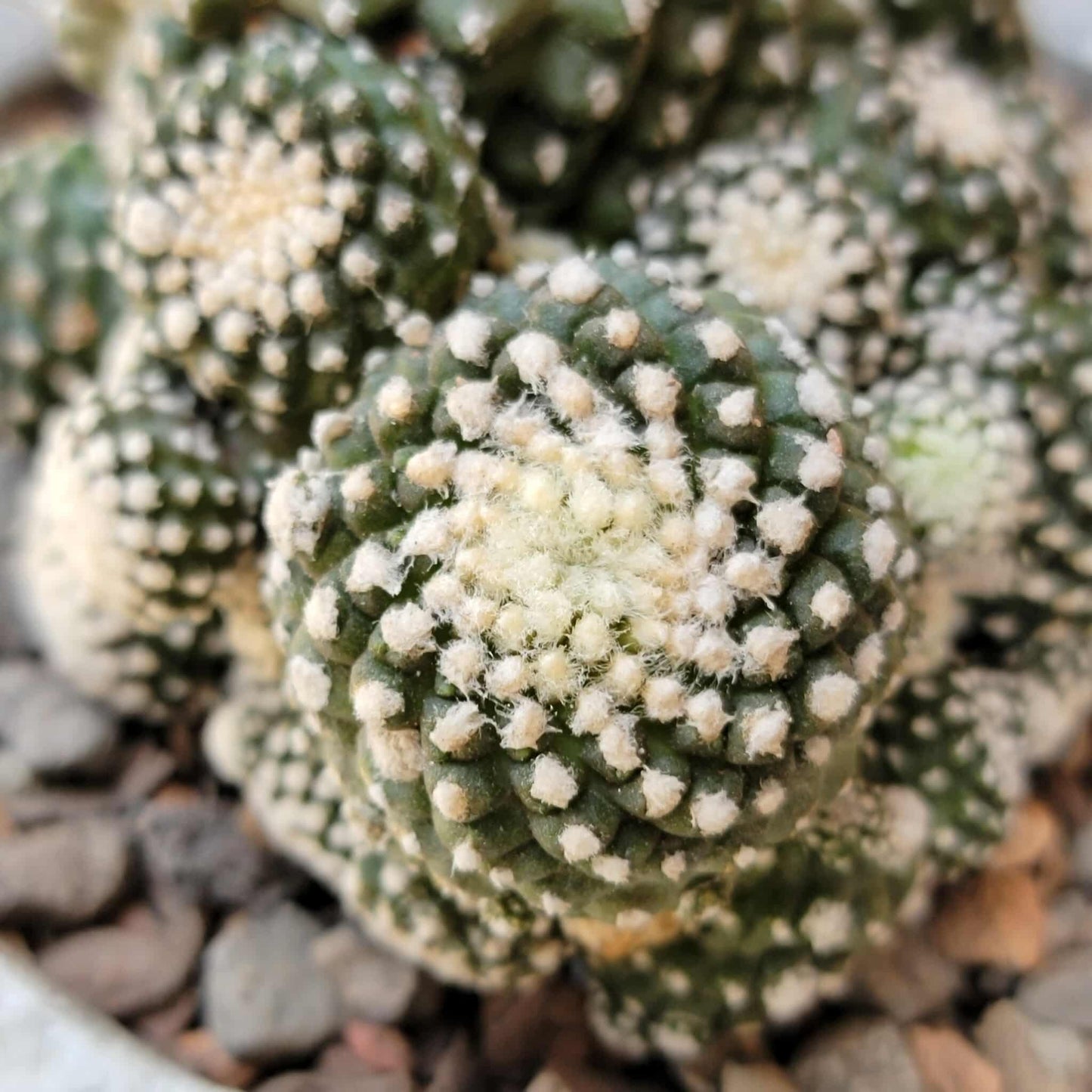 Copiapoa tenuissima f. monstrosa - Starry Night