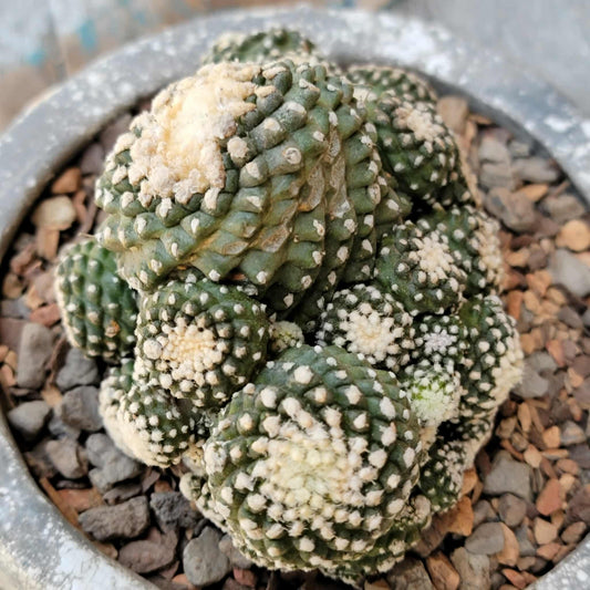 Copiapoa tenuissima f. monstrosa - Starry Night