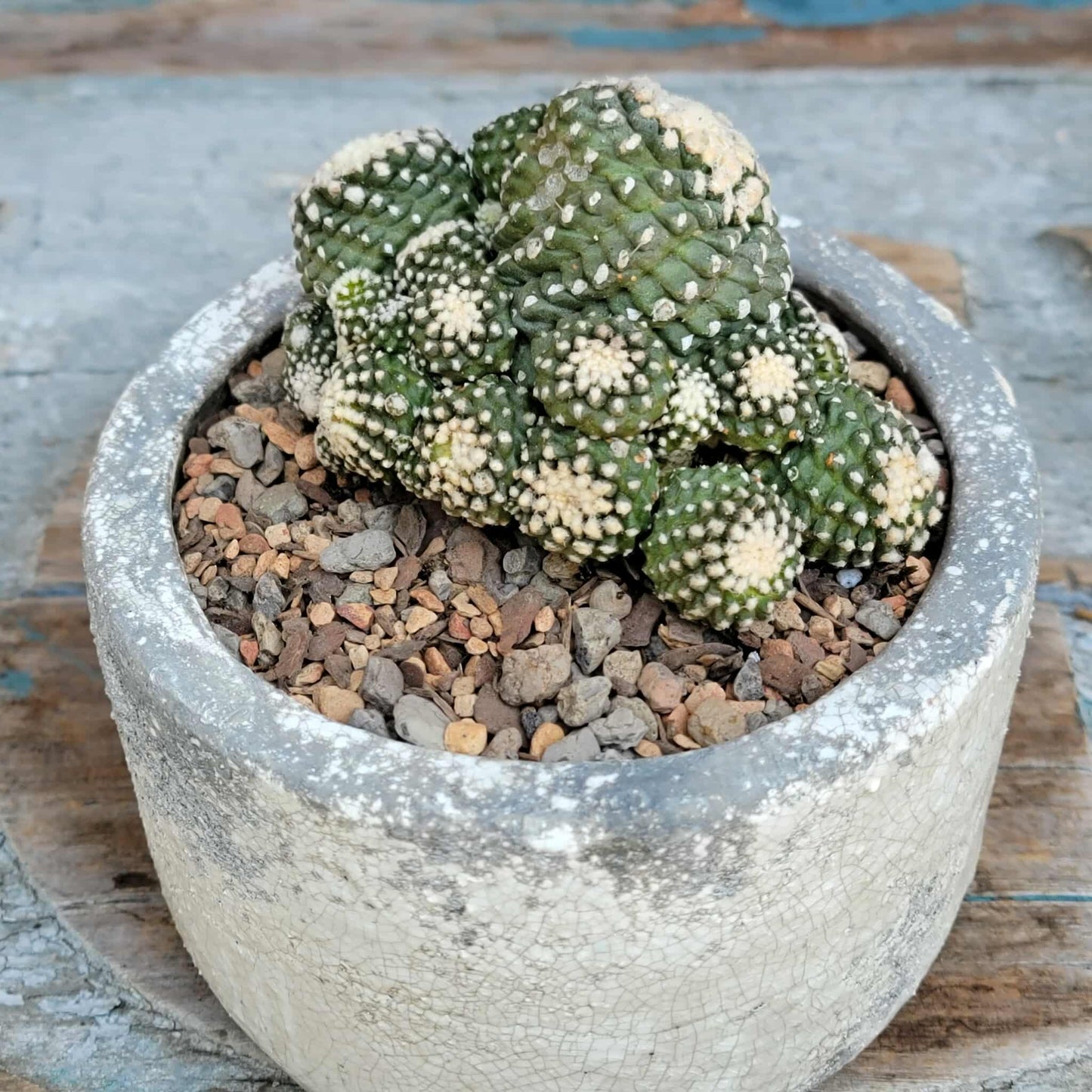 Copiapoa tenuissima f. monstrosa - Starry Night