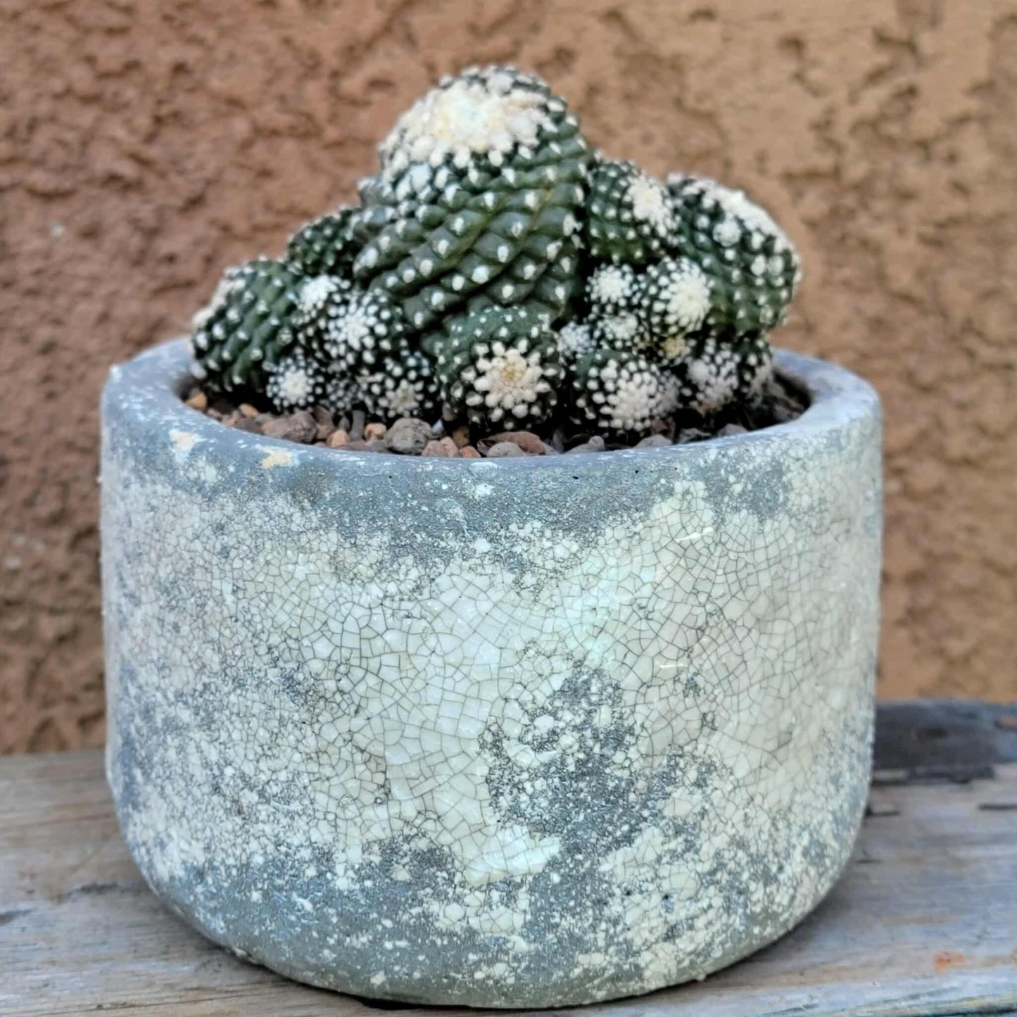Copiapoa tenuissima f. monstrosa - Starry Night