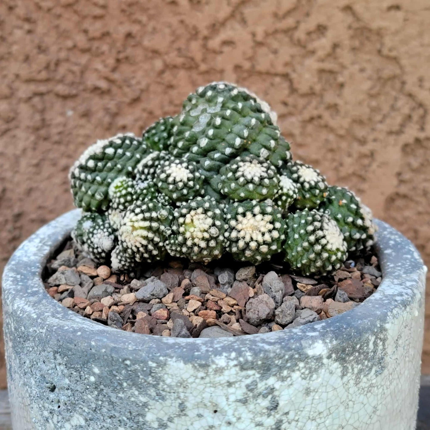 Copiapoa tenuissima f. monstrosa - Starry Night