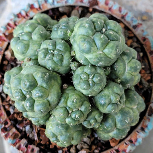 Coryphantha elephantidens cv inermis - 25 Heads!