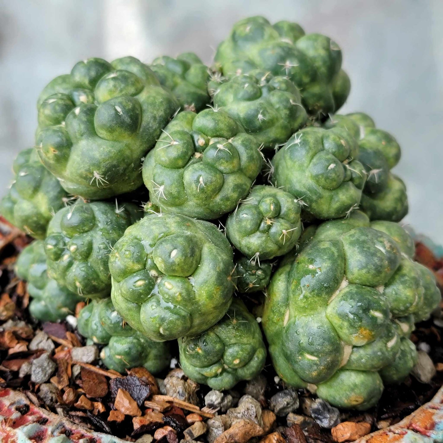 Coryphantha elephantidens cv inermis - 25 Heads!
