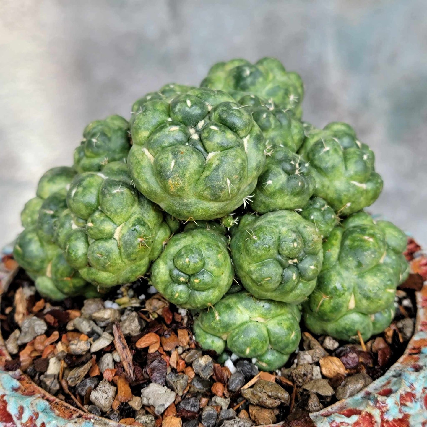 Coryphantha elephantidens cv inermis - 25 Heads!