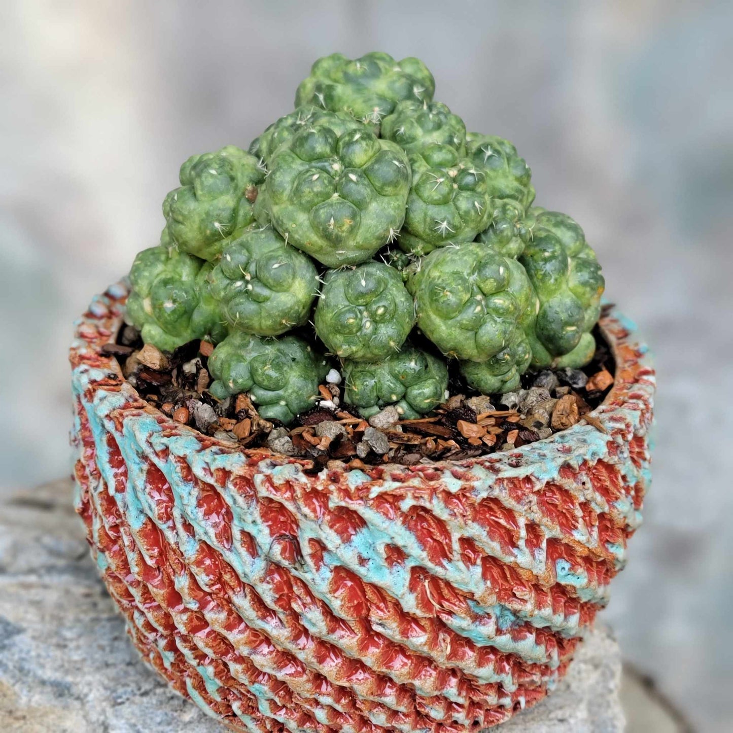 Coryphantha elephantidens cv inermis - 25 Heads!