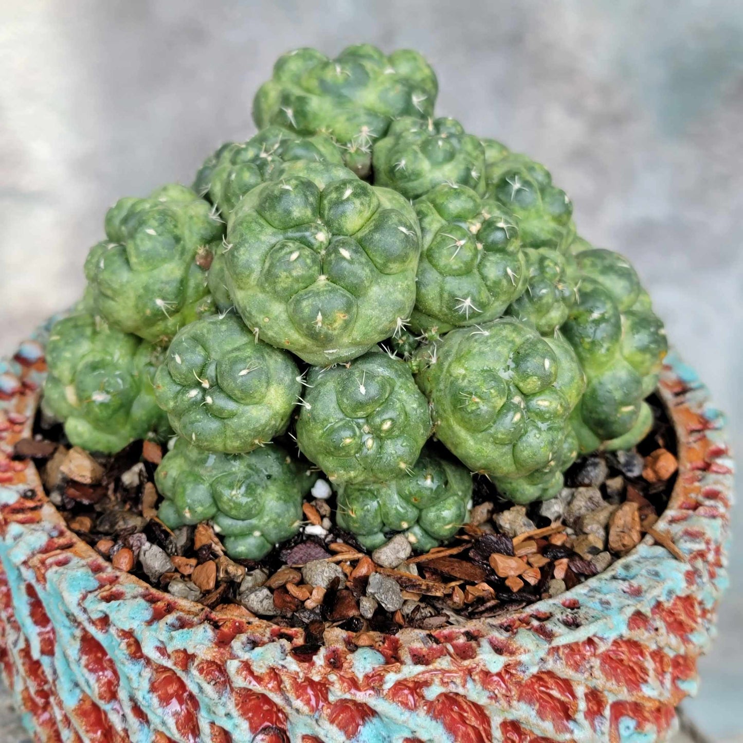 Coryphantha elephantidens cv inermis - 25 Heads!