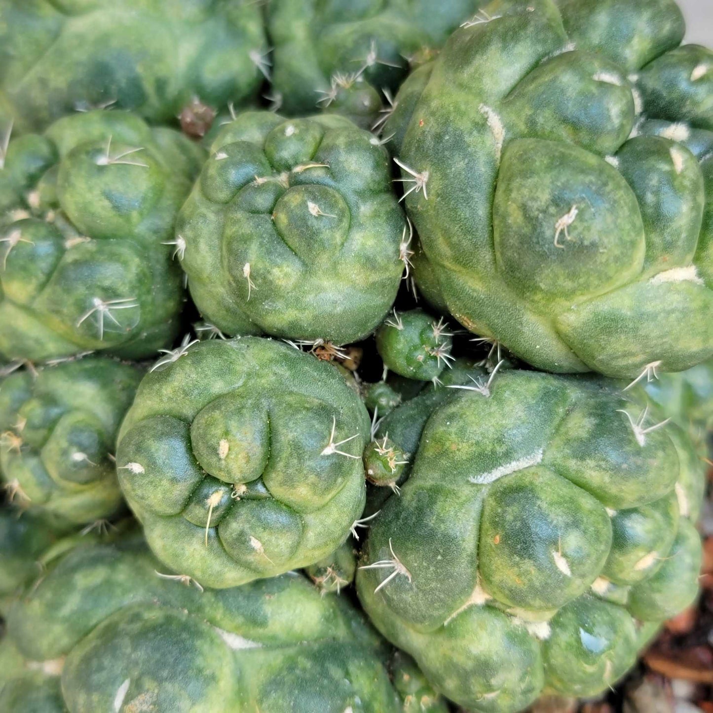 Coryphantha elephantidens cv inermis - 25 Heads!