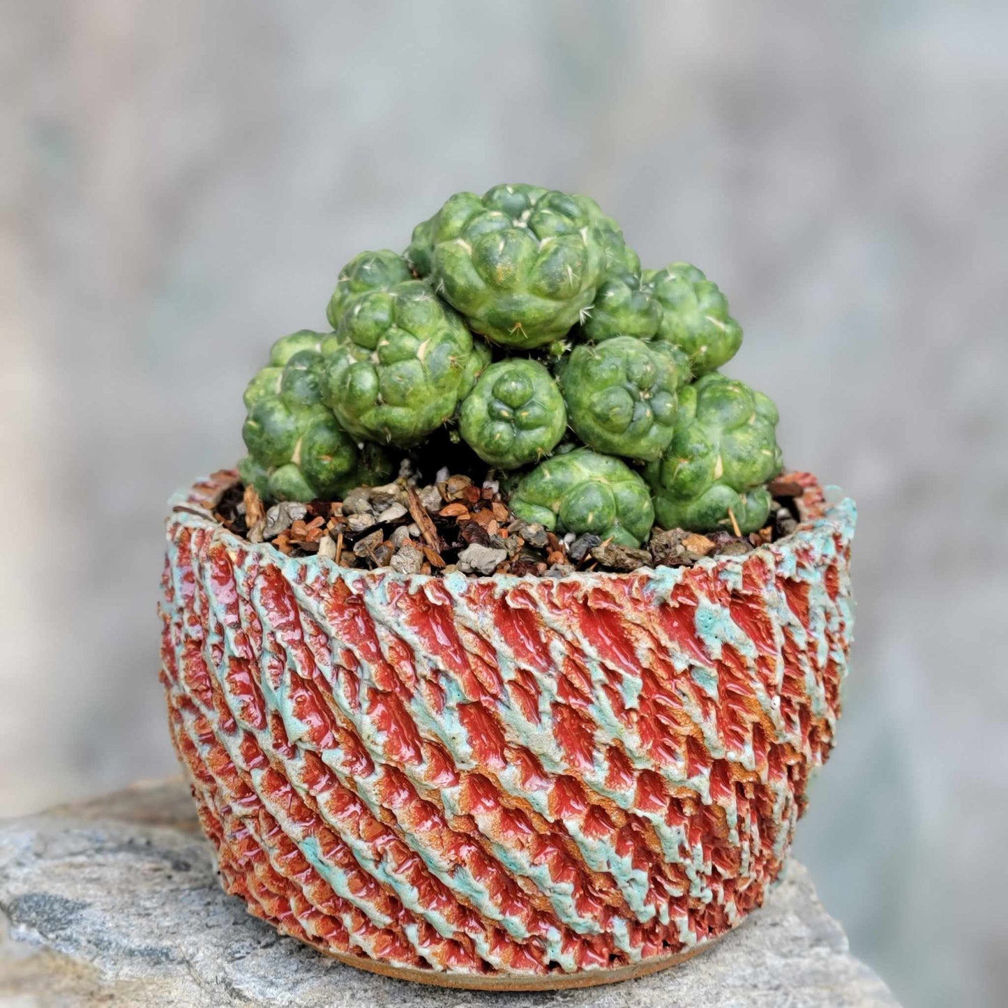 Coryphantha elephantidens cv inermis - 25 Heads!