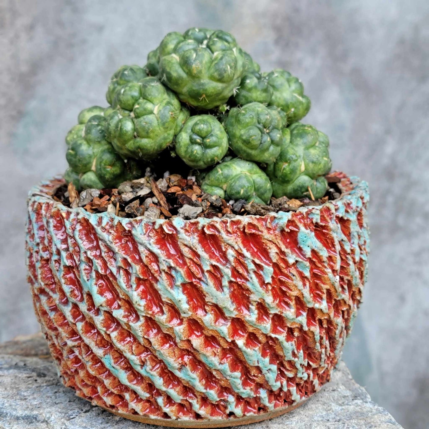 Coryphantha elephantidens cv inermis - 25 Heads!