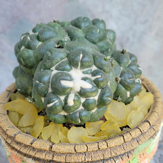 Coryphantha elephantidens cv inermis - 6 Heads + Babies!