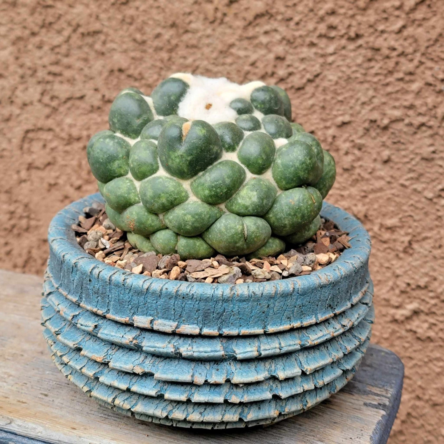 Coryphantha elephantidens cv inermis
